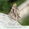 polygonia egea daghestan male ex larvae 2